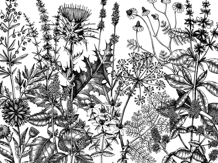 Sketched herbs, flowers, weeds, meadows background. Medicinal plants vintage illustration for cosmetics, perfumery, medicine, packaging. Herbal tea ingredients banner. Medicinal herbs sketch design.